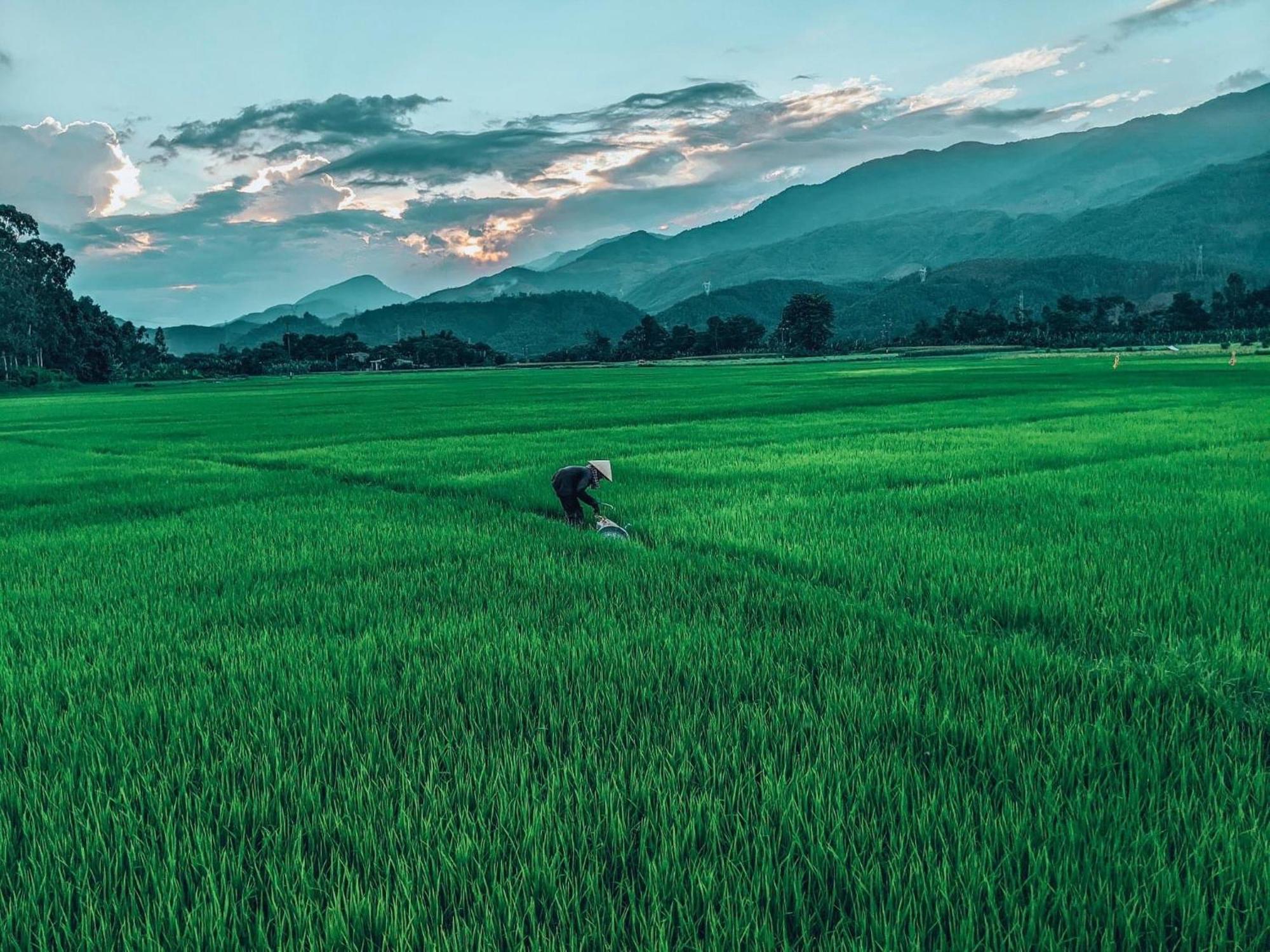 Hoi An Paddy House Homestay Eksteriør bilde